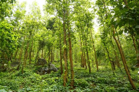 Chandil Forest, Saraikela Kharsawan, Jharkhand | Jharkhand Tourism
