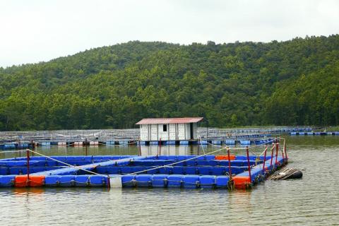 Cage Culture Fish Farming | Chandil Dam Jharkhand