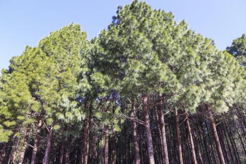 Scenic view of big Pine tree
