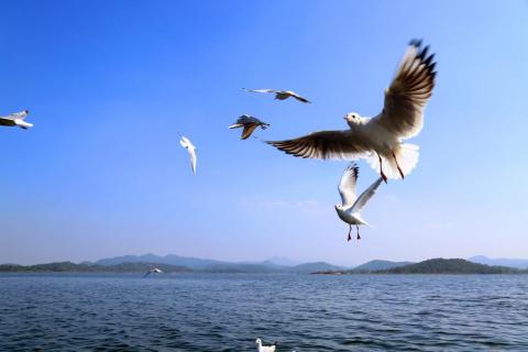 Siberian migratory birds flying