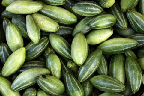 Close-up view group of fresh Pointed gourd