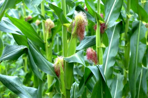 Fresh and green corn plant
