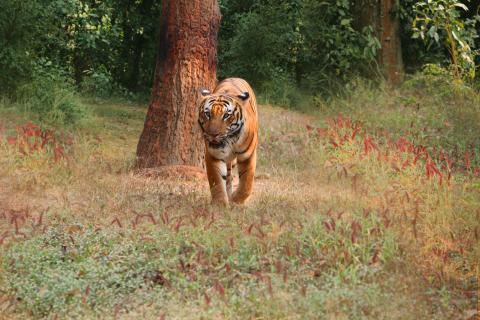 Tiger in a forest