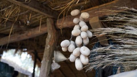 Cocoon farming