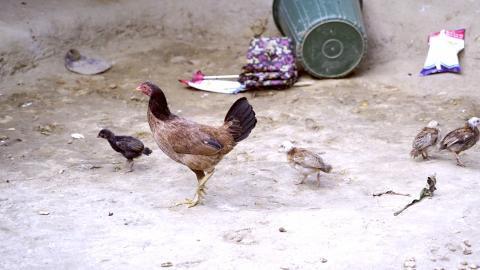 Chicken Farming