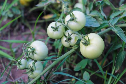 Green Tomato plant
