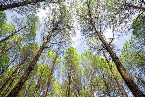 Beautiful forest of tall pine trees at Netarhat, Jharkhand