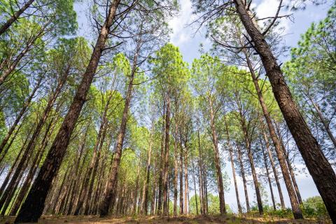 Beautiful forest of tall pine trees at Netarhat, Jharkhand