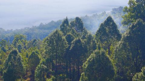 Scenic beauty of Pine Tree at Latehar, Jharkhand