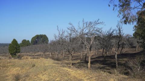 Naspati Garden Netarhat, Jharkhand