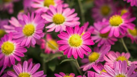 Pink daisy flower