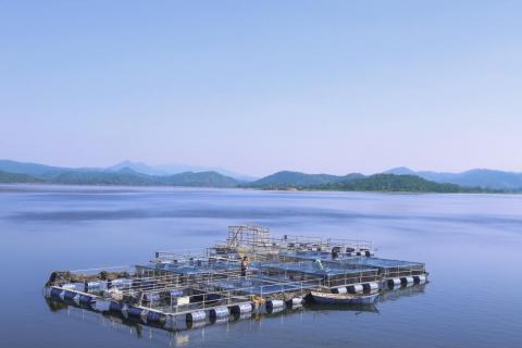 Cage culture fish farming at patratu dam