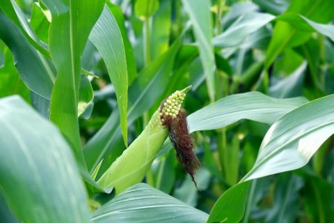 A selective focus picture of corn cob in organic corn field