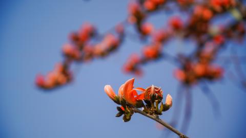 Palash, State flower of Jharkhand, India