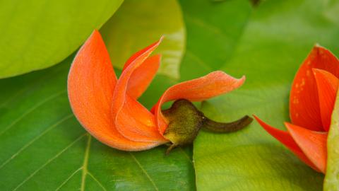 Palash, State flower of Jharkhand, India