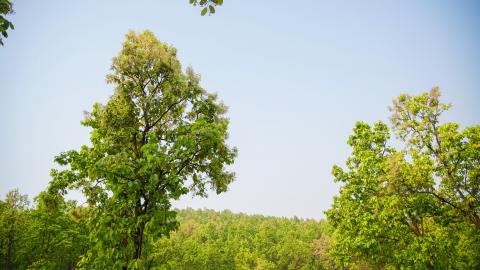 Sal Tree
