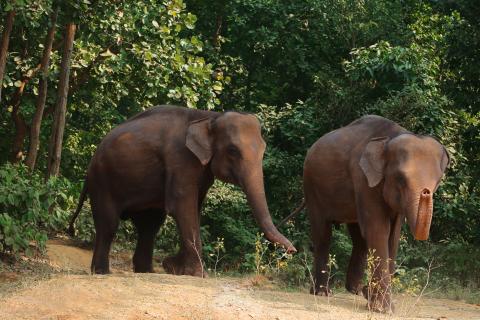 Elephant in a jungle