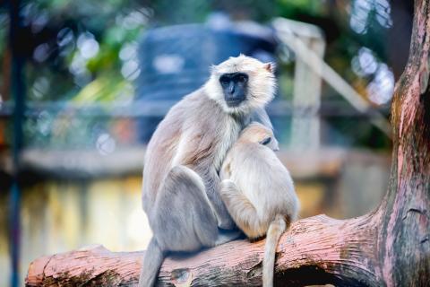 Monkey with her baby