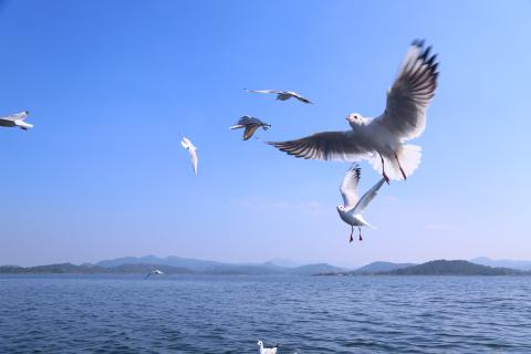 Siberian Birds