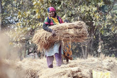 indian village farmer