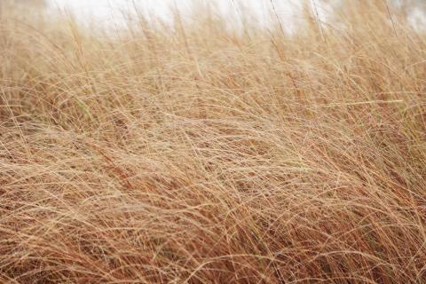 Dry Grass