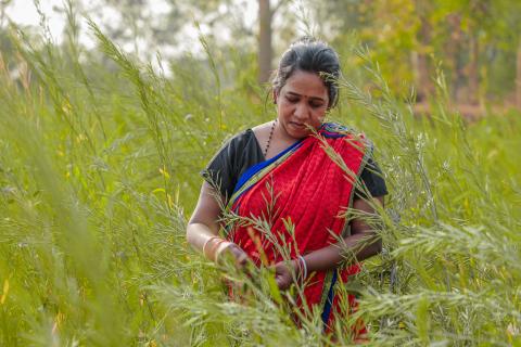 Woman working in field