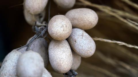 Cocoon farming