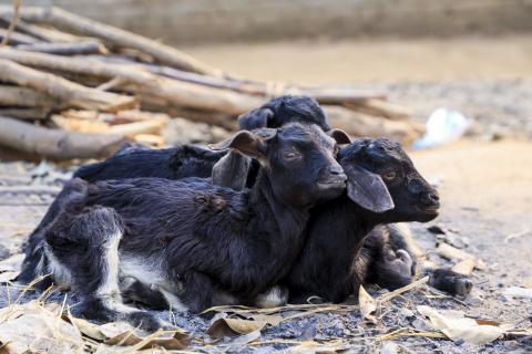 Goat Farming