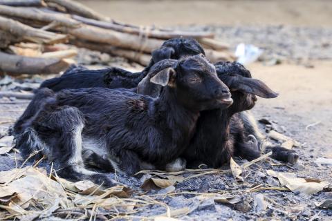 Goat Farming