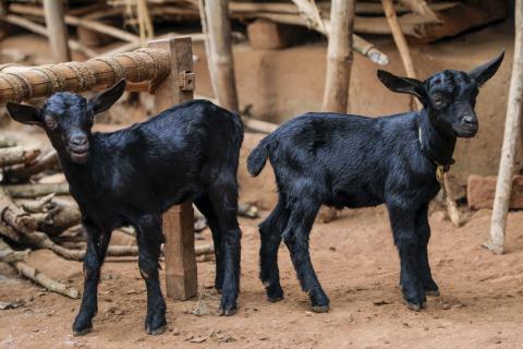 Goat Farming