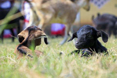 Goat Farming