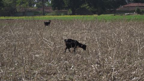 Goat Farming