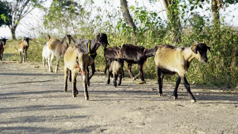 Goat Farming