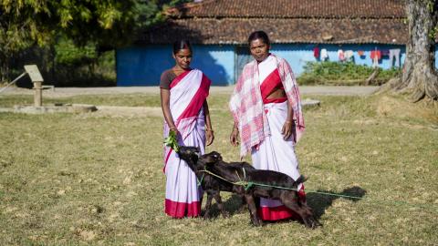 Goat Farming