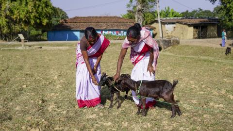 Goat Farming