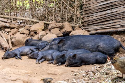 Pig Farming