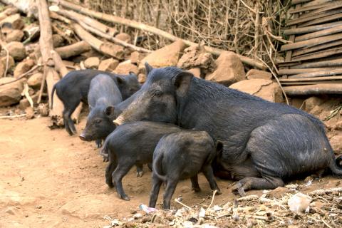 Pig Farming