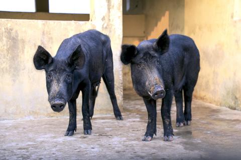 Pig Farming