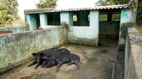 Pig Farming