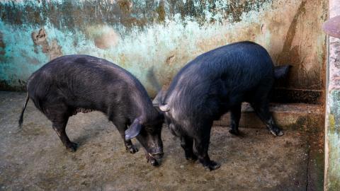 Pig Farming