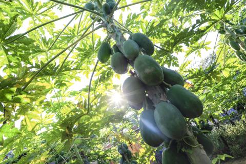 Papaya Tree