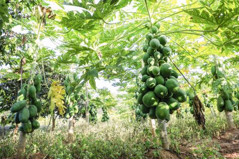 Papaya Tree