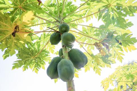 Papaya Tree