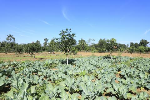 Cauliflower Vegetable