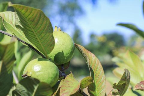 Guava plant