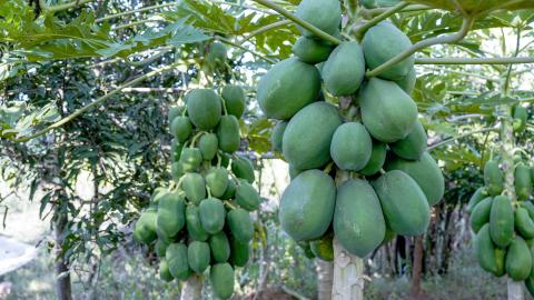 Papaya Tree