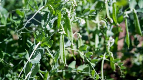 Pea plant