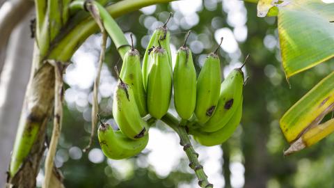 Banana tree