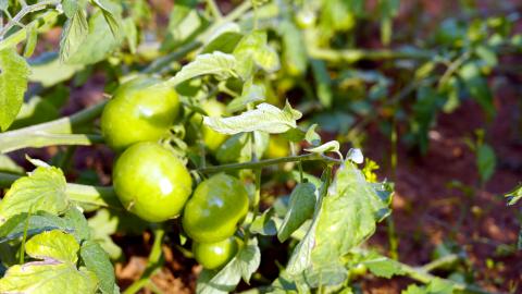 Tomato vegetable