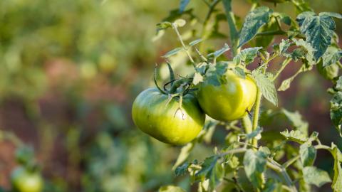 Tomato vegetable